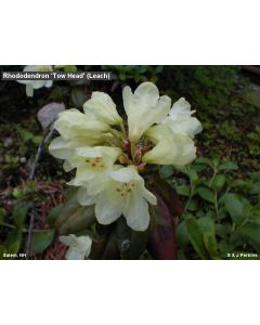 Rhododendron 'Towhead' | 1 gal. pot