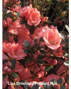 Rhododendron 'Blaauw's Pink' | 3 gal. pot (Oversized)