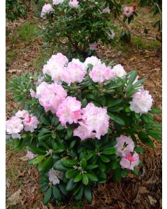 Rhododendron 'Ken Janeck'  | 1 gal. pot
