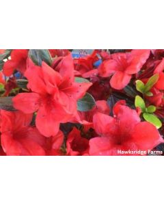 Rhododendron 'Midnight Flare' | 3 gal. pot (Oversized)