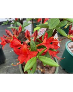 Rhododendron 'Satan' | 2 gal. pot