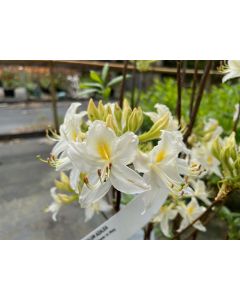 Rhododendron 'Viscosepalum' aka 'Viscosepala' | 2 gal. pot