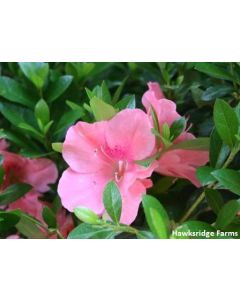 Rhododendron 'Wakaebisu' | 3 gal. pot (Oversized)
