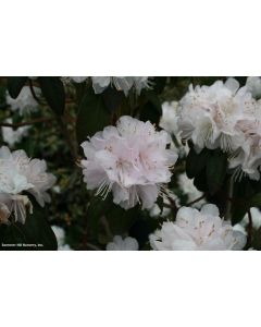 Rhododendron 'Yukon' | 1 gal. pot