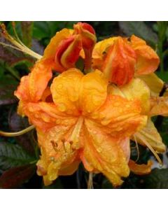 Rhododendron 'Klondyke' | 1 gal. pot 