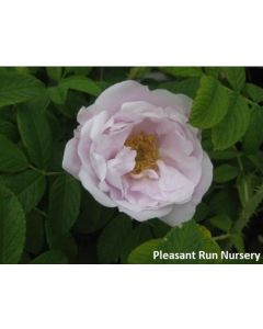 Rosa rugosa 'Snow Pavement' | 3 gal. pot (Oversized)