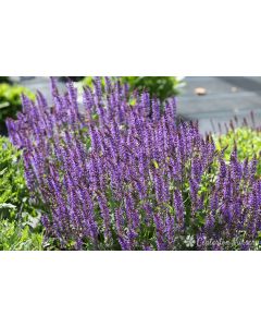 Salvia 'Mayday! Blue' | 1 gal pot.