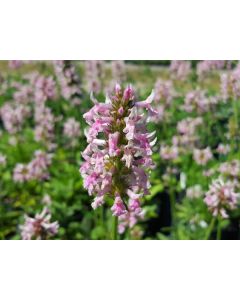 Stachys officinalis 'Pink Cotton Candy'