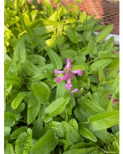 Stachys 'Summer Romance' | 1 gal. pot