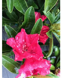 Rhododendron 'Wilgen's Ruby' | 2 gal. pot