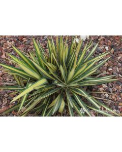 Yucca filamentosa 'Color Guard' | 3 gal. pot (Oversized)
