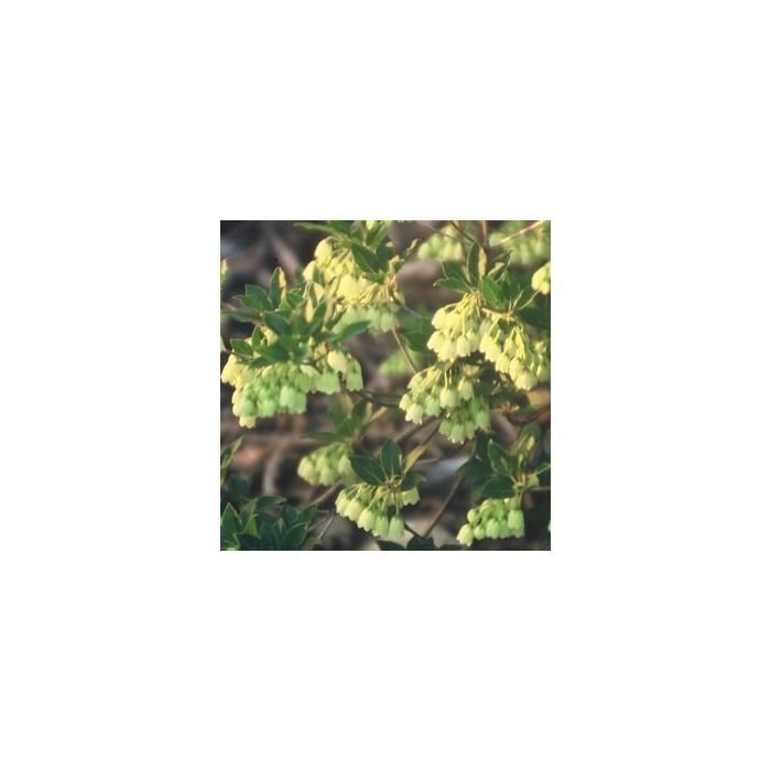 Enkianthus campanulatus 'Albiflorus' 2 gal. pot (Oversized)