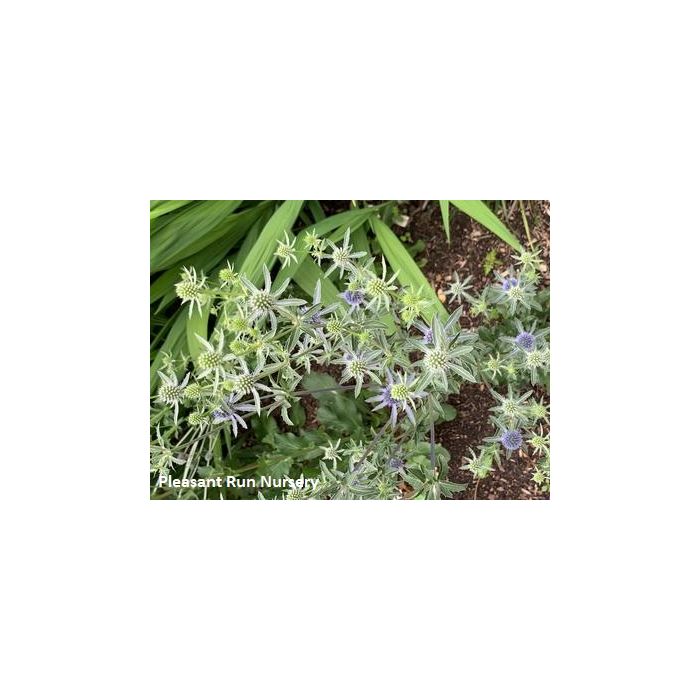 Eryngium planum 'Blue Cap' 1 gal. pot